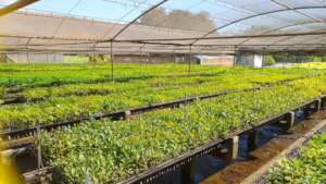 Tiete nursery