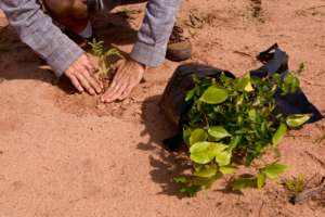 Planting out in degraded areas