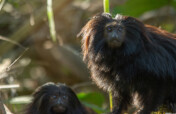 Restoring Brazil's Atlantic Forest