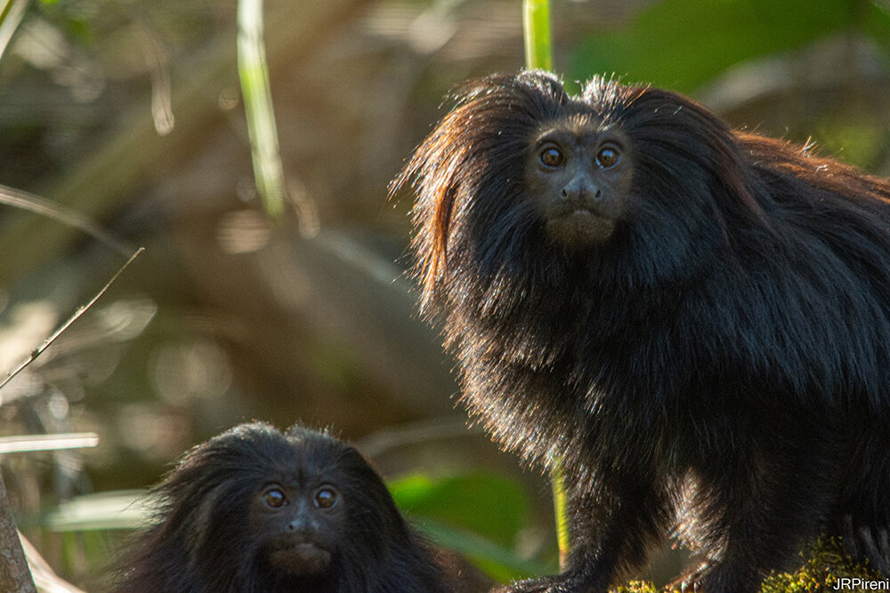 Restoring Brazil's Atlantic Forest