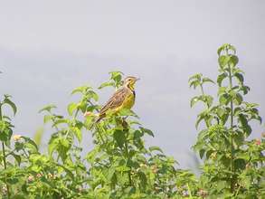 Yellow-throated Longclaw