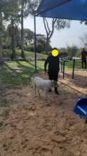 Animal Therapy at "Harim" high school