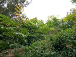 A HeroTREE Acrocarpas during a site visit.