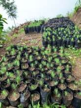 Nursery where seedlings are nurtured