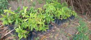 Cinnamon Seedlings
