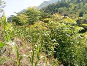 A farm boundary established by farmer Abdallah