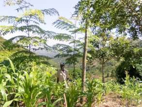 Agroforestry: Abdallah from Mgambazi growing maize