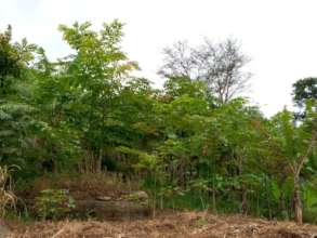 Agroforestry systems boost soil fertility.