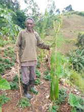 Group member with a newly-planted Pinus species.