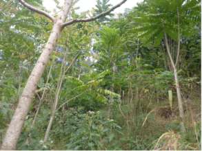 Bi Salma's trees - looking amazing!