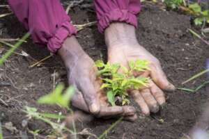 From a small seedling comes great change