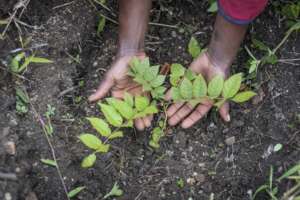 Small seedling ready to  be planted