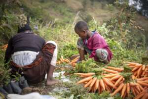 Harvesting delicious carrots!
