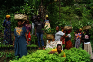 Distribution of the seedlings last quarter