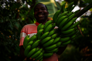 Emmanuel and his huge crop of bananas!