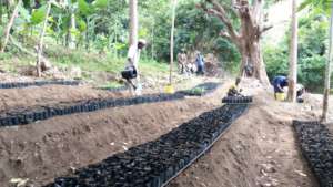 Tree seedlings at a seedling nursery.