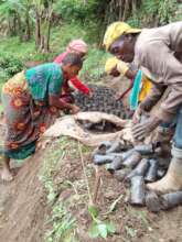 Distribution of seedlings