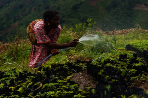Irrigating seedlings at Tulo Village nursery