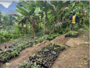 Irrigation of seedlings at a tree nursery