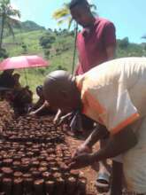 Kihamira Group sowing Clove seeds
