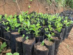 Lemon seedlings ready for planting
