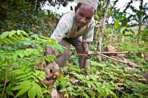 Abdalla takes care of the seedlings.