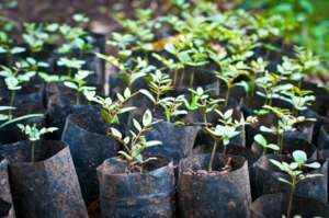 Choma St. nursery looked after some 1700 seedlings