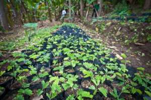 1422 seedlings for Choma and Kisosa.