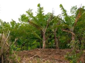 Agroforestry system on a farm in Choma village.