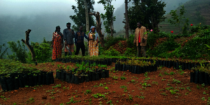 Group members managing the nursery in Choma Street