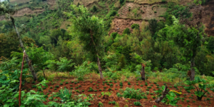 Strawberries growing amongst Acrocarpus trees.