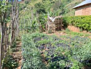 Tree Nursery in Tulo