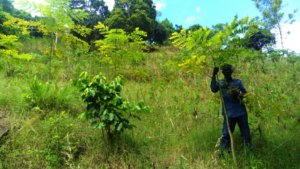 HeroTREEs: 2 year old Acrocarpus Flaxinifolia