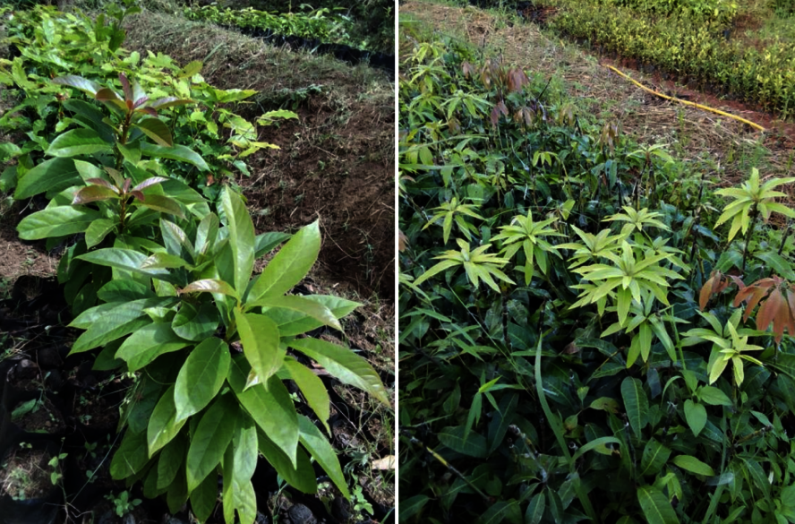 Trees from one of the nurseries