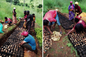 HeroTrees farmers preparing nursery seedlings
