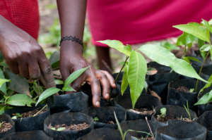 Transplantation is a delicate process.