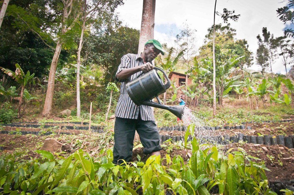 APOPO HeroTREEs - a Climate-Smart Solution