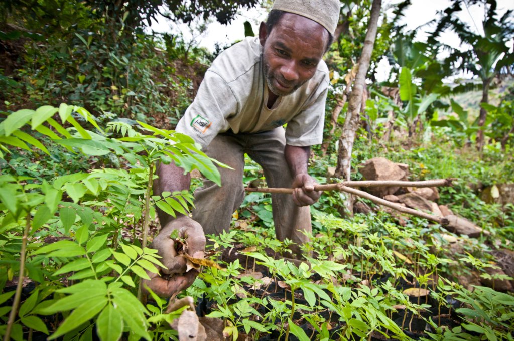APOPO HeroTREEs - a Climate-Smart Solution