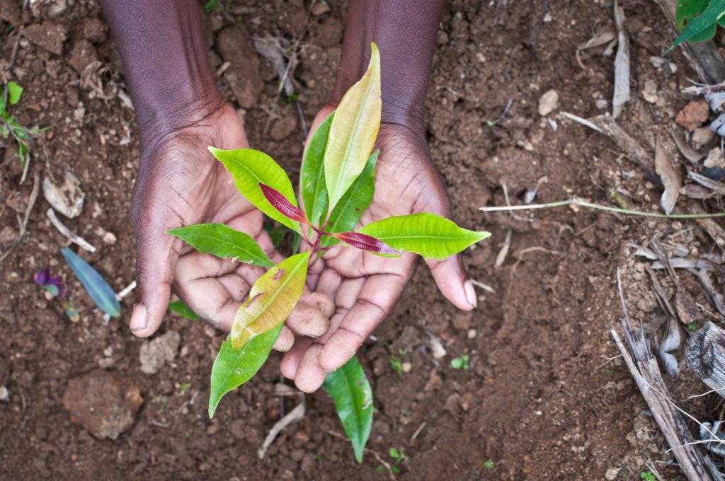 APOPO HeroTREEs - a Climate-Smart Solution