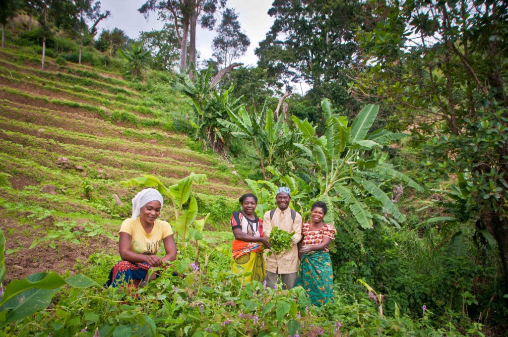 APOPO HeroTREEs - a Climate-Smart Solution