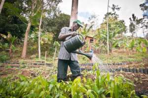 Farmer Abdalla tends to his trees.