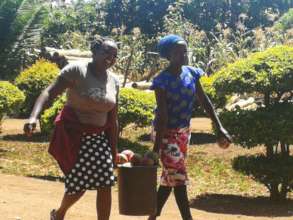 Mango harvesting by women