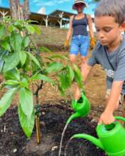 A new fruit tree planted at Kohala Elementary