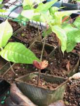 Potting Cacao in Hawaii