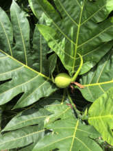 A beautiful baby ulu fruit