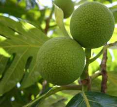 Ulu (Breadfruit)