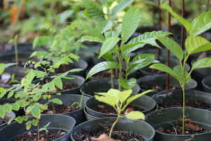 Saplings in our Na Piko Nurseries