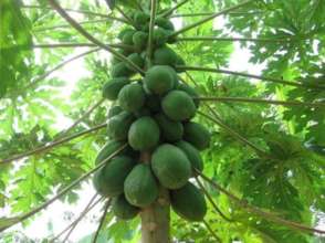 Papaya Tree