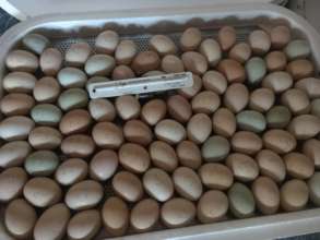 Happy Eggs, marked for turning in the incubator
