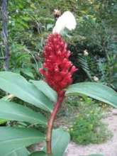 Costus- a new and highly nutritious chicken feed